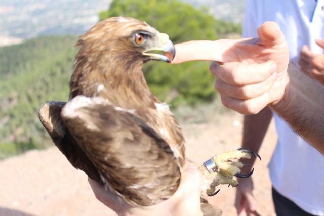 El Centro de Recuperación de Fauna Silvestre trata a una docena de águilas en lo que va de año, Foto 1
