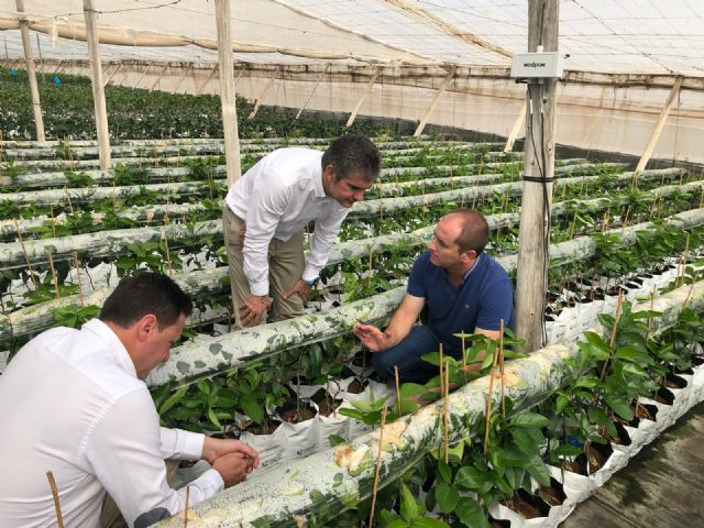 Pozo Aledo produce cuatro nuevas variedades de granada - 1, Foto 1