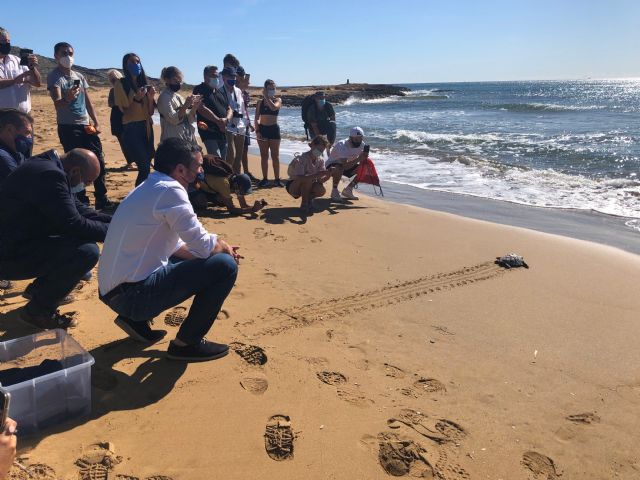 Devueltas al mar 10 de las tortugas bobas nacidas hace un año en Calblanque tras su cría en instalaciones de la Comunidad y el Oceanográfic - 1, Foto 1