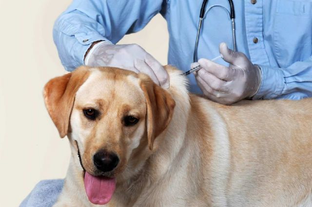 Resaltan la importancia de la vacunación de las mascotas - 1, Foto 1