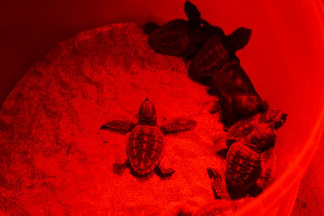 ANSE colaborará en el seguimiento satelital de tortugas bobas (Caretta caretta) nacidas hace un año en Calblanque - 1, Foto 1