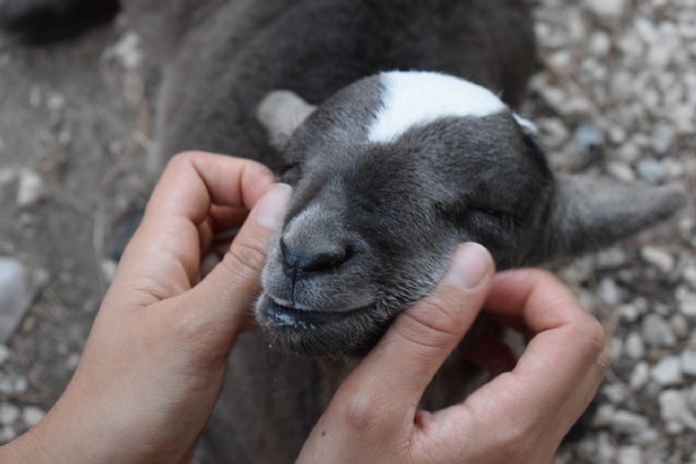 Un santuario de animales de Murcia pide ayuda a través de un crowdfunding para salir a flote - 1, Foto 1