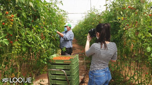 Looije, nominada a ‘Mejor empresa online’ del sector hortofrutícola por la revista Fruit Today - 1, Foto 1