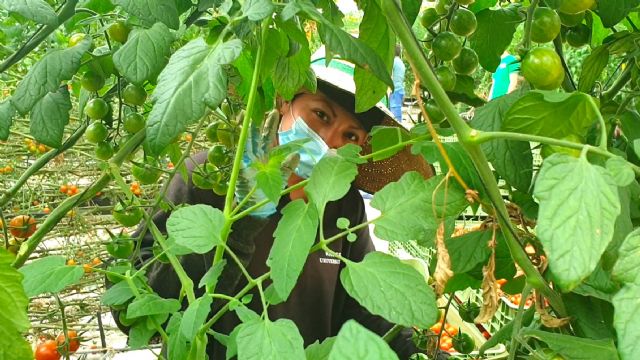 Looije, nominada a ‘Mejor empresa online’ del sector hortofrutícola por la revista Fruit Today - 2, Foto 2