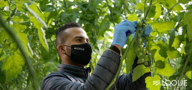 Looije, nominada a ‘Mejor empresa online’ del sector hortofrutícola por la revista Fruit Today - 5, Foto 5