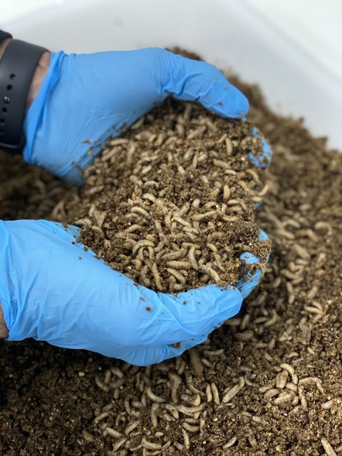 Europa da luz verde al uso de larvas de mosca para alimentación animal - 2, Foto 2
