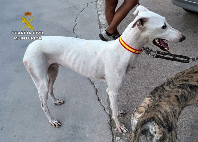 La Guardia Civil sorprende a dos furtivos cazando en época de veda en un coto privado de Torre Pacheco - 2, Foto 2