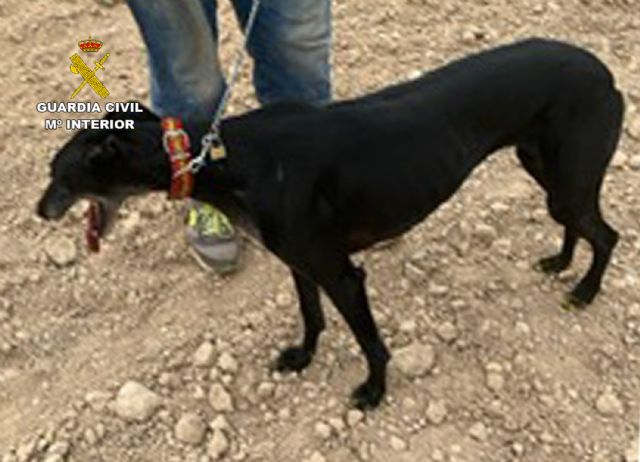 La Guardia Civil sorprende a dos furtivos cazando en época de veda en un coto privado de Torre Pacheco - 3, Foto 3