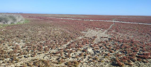 Ecologistas en Acción promueve el hermanamiento Doñana-Mar Menor - 2, Foto 2