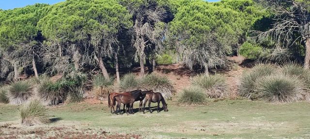 Ecologistas en Acción promueve el hermanamiento Doñana-Mar Menor - 4, Foto 4