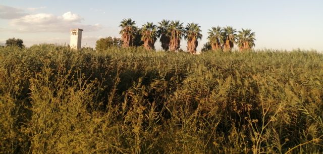 Piden que se limpie las abundantes cañas que invaden el cauce del río Segura a su paso por Las Torres de Cotillas - 1, Foto 1