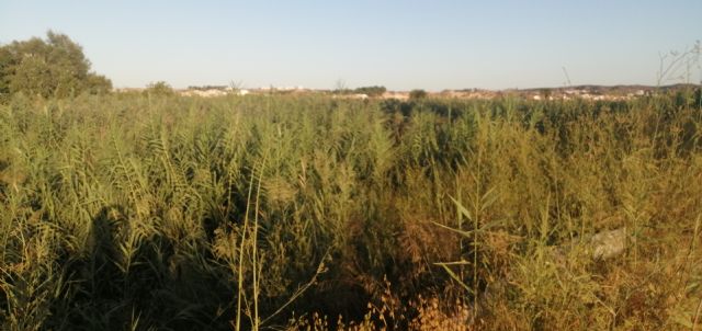 Piden que se limpie las abundantes cañas que invaden el cauce del río Segura a su paso por Las Torres de Cotillas - 2, Foto 2