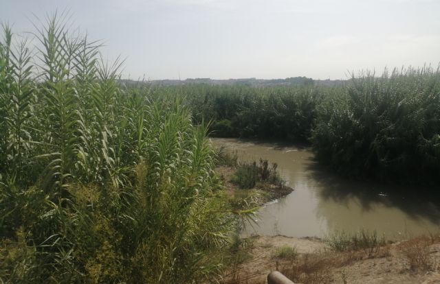 Piden que se limpie las abundantes cañas que invaden el cauce del río Segura a su paso por Las Torres de Cotillas - 3, Foto 3