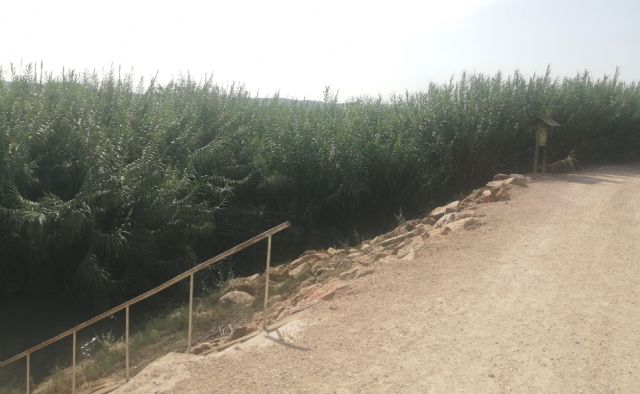 Piden que se limpie las abundantes cañas que invaden el cauce del río Segura a su paso por Las Torres de Cotillas - 4, Foto 4
