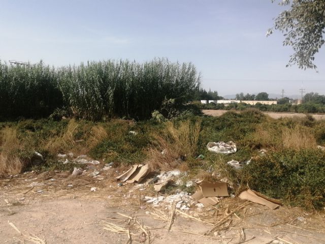 Piden que se limpie las abundantes cañas que invaden el cauce del río Segura a su paso por Las Torres de Cotillas - 5, Foto 5