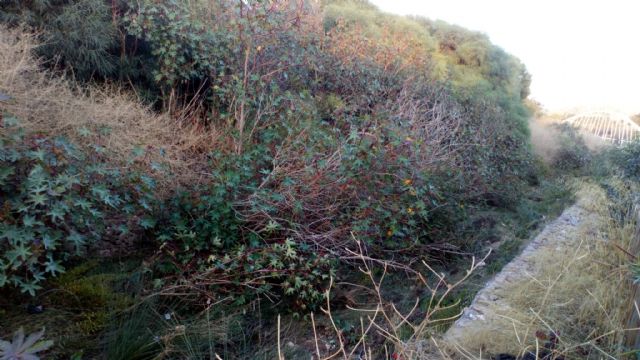 El Ayuntamiento limpia todos los cauces urbanos menos la rambla de Canteras - 3, Foto 3