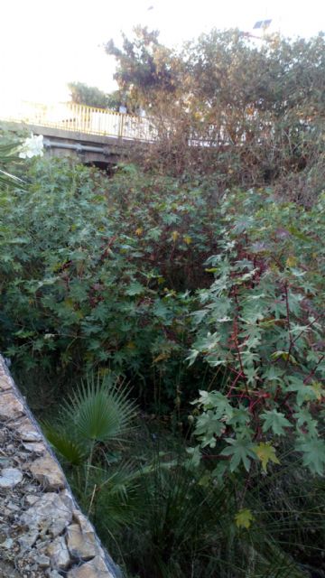 El Ayuntamiento limpia todos los cauces urbanos menos la rambla de Canteras - 4, Foto 4