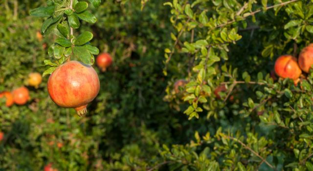 La DOP de la granada mollar de Elche participa con stand propio en la feria Alicante Gastronómica - 1, Foto 1