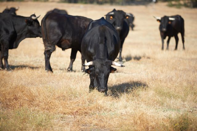 Solomillo, entrecot y chuletón, los cortes más nobles del buey ecológico de dehesa el milagro - 1, Foto 1