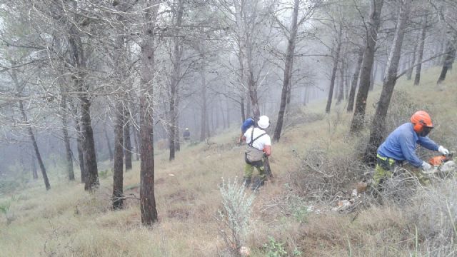 Agricultura adelanta los trabajos de control de insectos perforadores en las masas forestales de la Región - 1, Foto 1