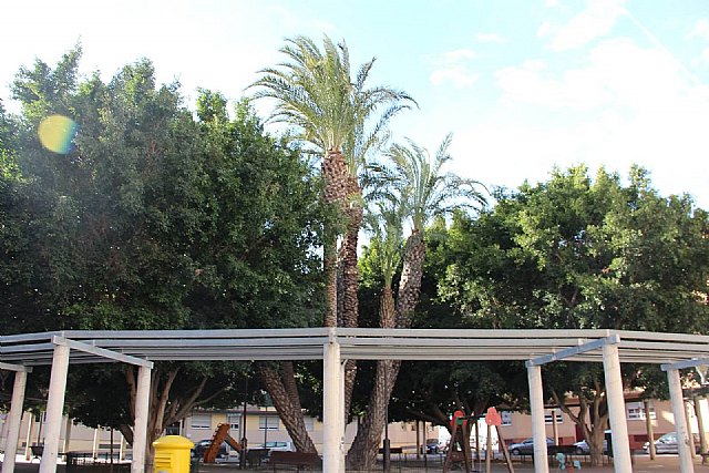 Comunicado Ayuntamiento en relación a la caída de una palmera - 1, Foto 1