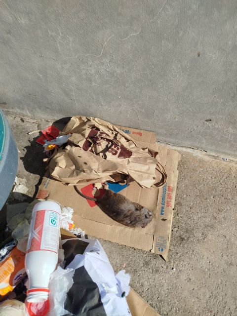 El Partido Cantonal de Cartagena denuncia semanas sin limpieza y plagas de ratas en el Faro de la Curra - 4, Foto 4