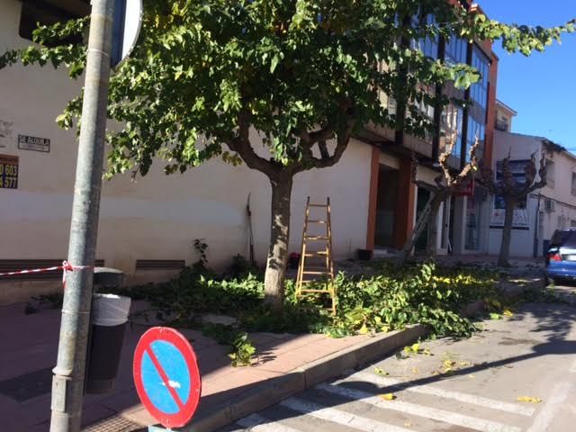 The pruning works of mulberry trees on public roads and parks and gardens of Totana begin, Foto 2