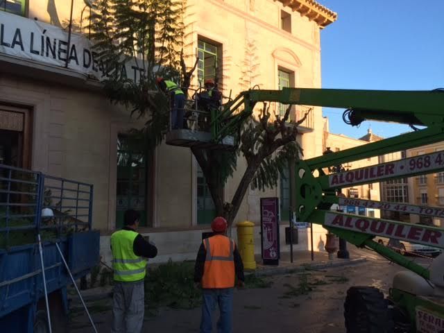 The pruning works of mulberry trees on public roads and parks and gardens of Totana begin, Foto 5