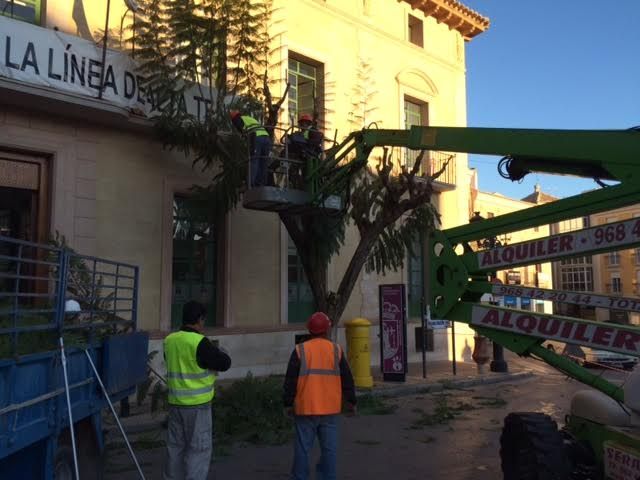 The pruning works of mulberry trees on public roads and parks and gardens of Totana begin, Foto 6