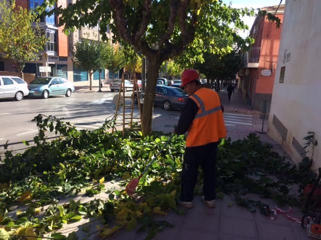 The pruning works of mulberry trees on public roads and parks and gardens of Totana begin, Foto 7
