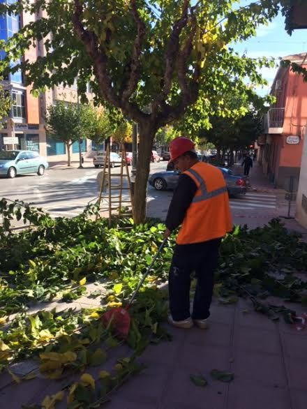 Comienzan los trabajos de poda de las moreras en las vías públicas y parques y jardines de Totana, Foto 8