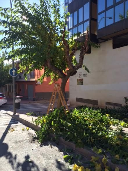 The pruning works of mulberry trees on public roads and parks and gardens of Totana begin, Foto 9