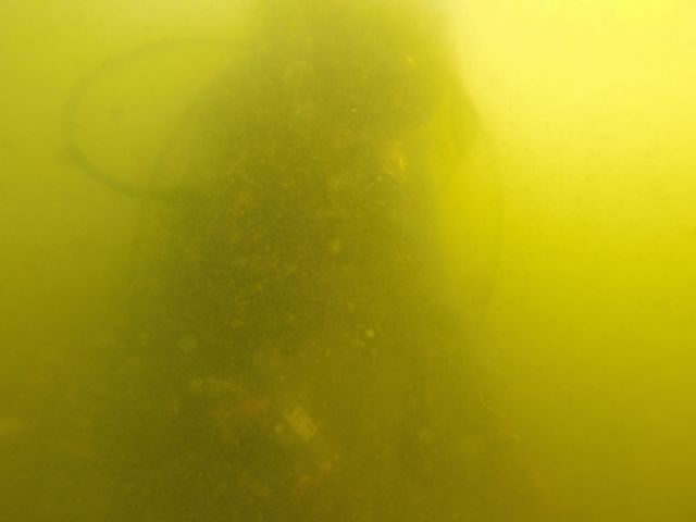 ANSE y el IEO presentan un informe del estado de conservación de las praderas marinas del Mar Menor. - 1, Foto 1