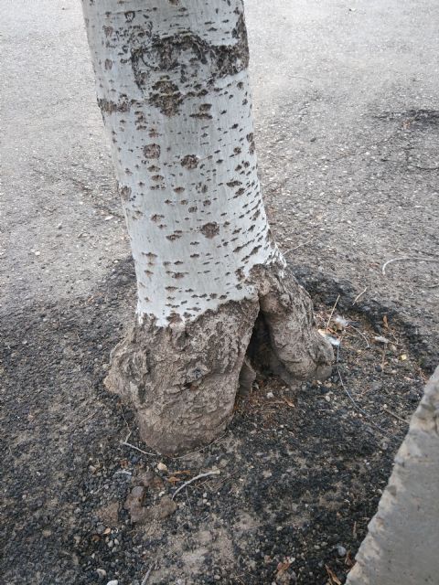 Mantenimiento del arbolado municipal, Foto 1