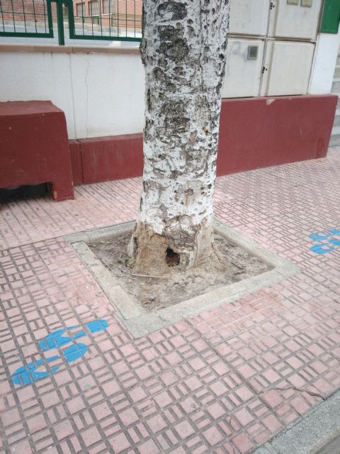 Mantenimiento del arbolado municipal, Foto 2