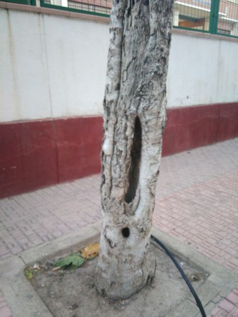 Mantenimiento del arbolado municipal, Foto 3