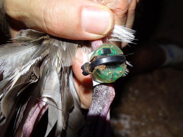 Universitat de Barcelona, ANSE y el Instituto Español de Oceanografía trabajan conjuntamente para identificar las principales áreas de alimentación de la pardela cenicienta en el Levante español - 2, Foto 2