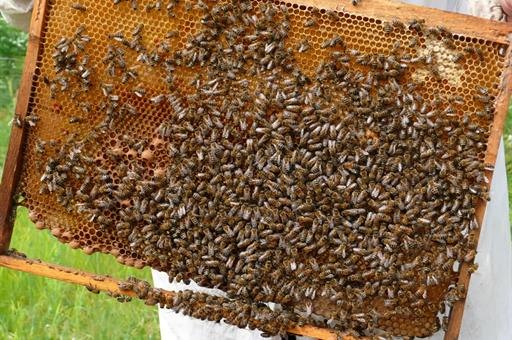 Convocan subvenciones para proyectos de investigación aplicada en el sector apícola - 1, Foto 1