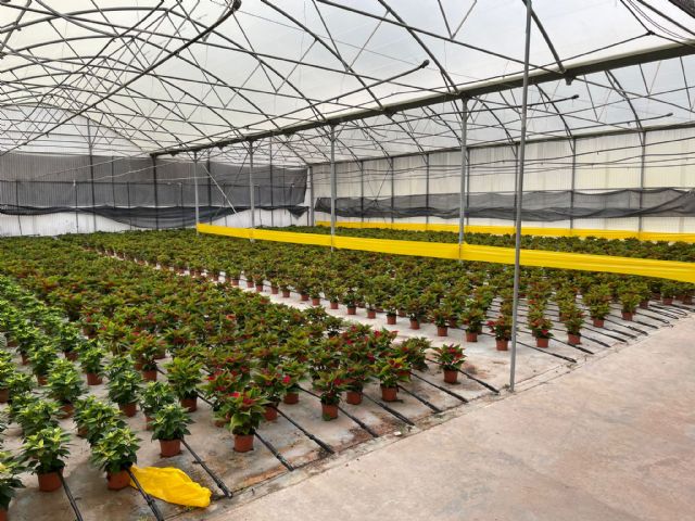 El Ayuntamiento de Lorca llenará de colorido las residencias de mayores del municipio gracias a la entrega de flores de pascua que también llegarán a las oenegés - 1, Foto 1