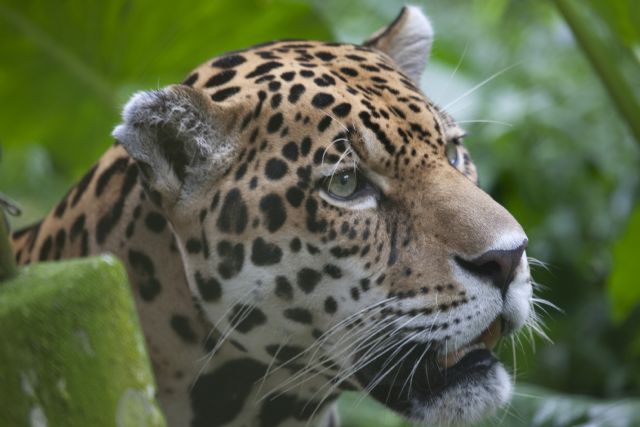 29 de noviembre, Día Internacional del Jaguar - 1, Foto 1