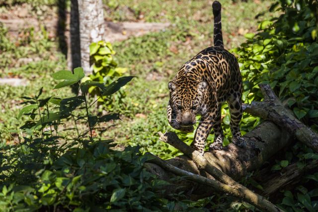 29 de noviembre, Día Internacional del Jaguar - 2, Foto 2