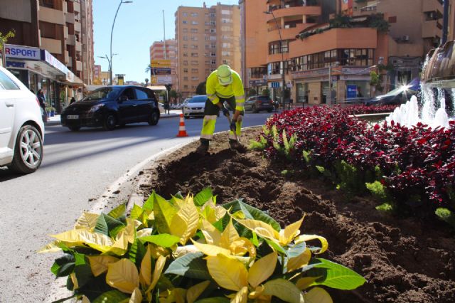 Ya es Navidad en la Plaza del Óvalo de Lorca que se ha teñido de rojo y dorado con unas 500 Flores de Pascua - 1, Foto 1