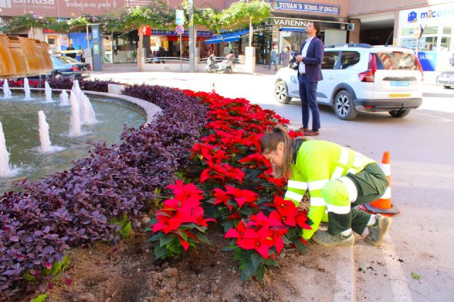 Ya es Navidad en la Plaza del Óvalo de Lorca que se ha teñido de rojo y dorado con unas 500 Flores de Pascua - 2, Foto 2