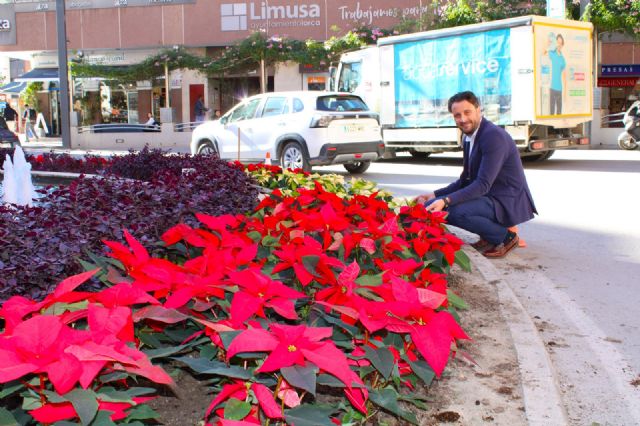 Ya es Navidad en la Plaza del Óvalo de Lorca que se ha teñido de rojo y dorado con unas 500 Flores de Pascua - 3, Foto 3