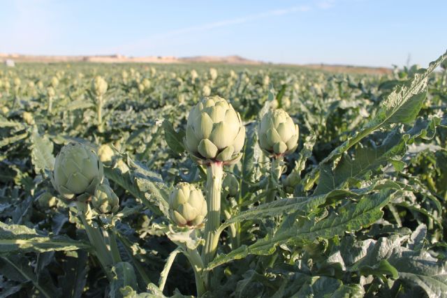 Expertos del sector analizarán los retos del cultivo de la alcachofa en Almoradí - 1, Foto 1