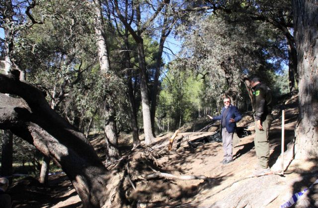 Las encinas de El Copo, afectadas por el temporal, reciben tratamiento para intentar que sobrevivan - 2, Foto 2