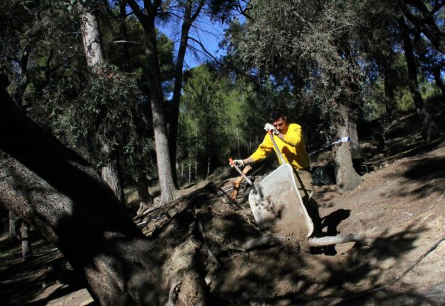 Las encinas de El Copo, afectadas por el temporal, reciben tratamiento para intentar que sobrevivan - 3, Foto 3