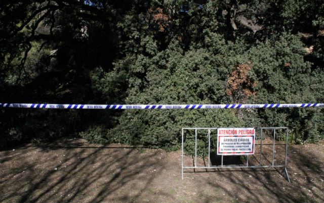 Las encinas de El Copo, afectadas por el temporal, reciben tratamiento para intentar que sobrevivan - 4, Foto 4