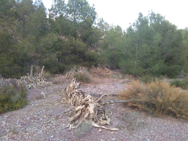El PSOE pide a la CHS la limpieza y conservación de las ramblas del entorno urbano de Lorca y un Programa de Sensibilización Ciudadana - 2, Foto 2