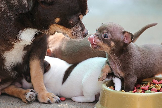 Unchihuahua, grandes consejos para cuidar de cualquier mascota - 1, Foto 1